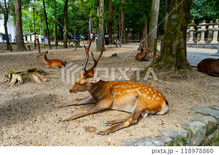 奈良県　奈良公園と鹿の風景 118978860