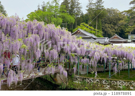 西寒多神社の藤の花 西寒多神社の藤の花 118978891