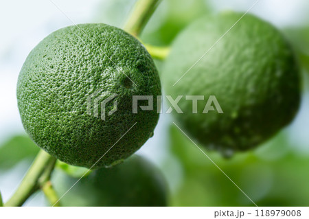 カボス カボス 118979008