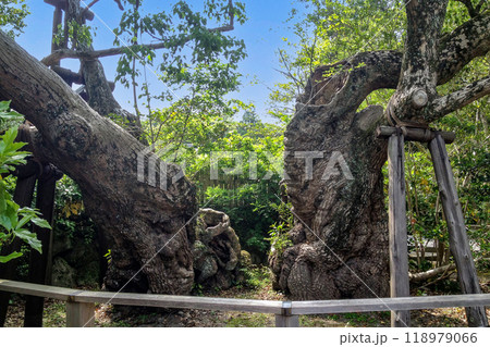 伊勢神宮の御神木 清盛楠 伊勢神宮の御神木 清盛楠 118979066