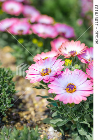 アフリカ アフリカ大陸 アフリカ産 118979183