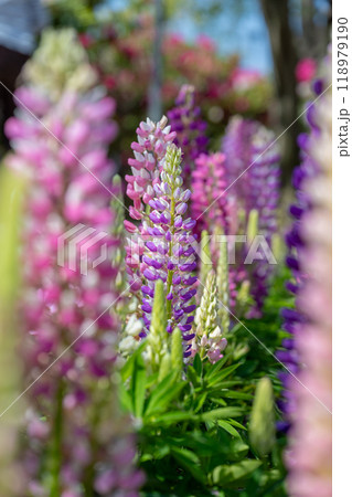 背景 バックグラウンド バックグランド 118979190