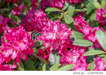 背景 バックグラウンド バックグランド 118979192