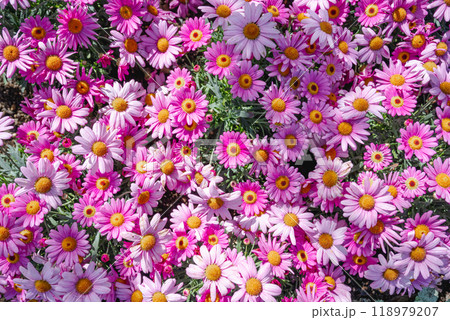 都忘れ ミヤコワスレ 蝦夷菊 118979207