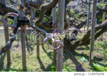 四月 ４月 4月 118979208