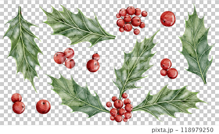 Holly berries with green leaves watercolor illustrations set. Drawing of traditional holiday Christmas plants with red fruits on isolated background. Botanical clipart for New Year or Xmas design. 118979250
