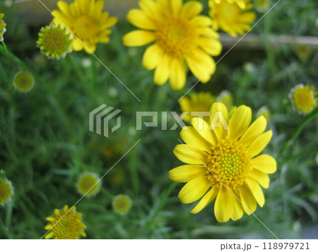 黄色いデイジーの花のアップ 118979721