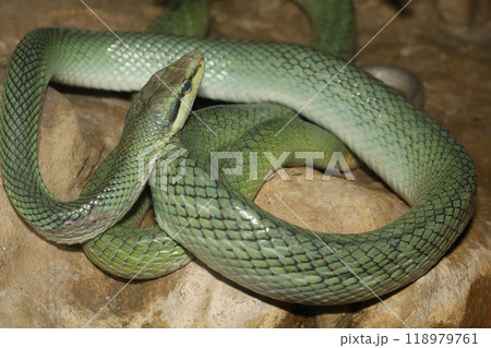 Close up head red tailed rat snake in garden Close up head red tailed rat snake in garden 118979761