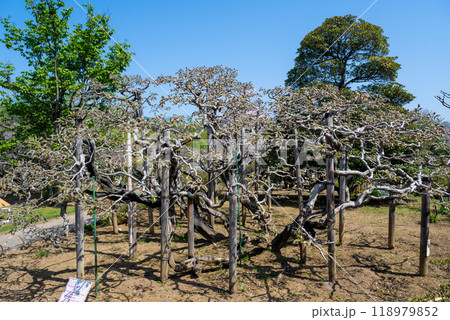 アメリカ 米国 アメリカン 118979852