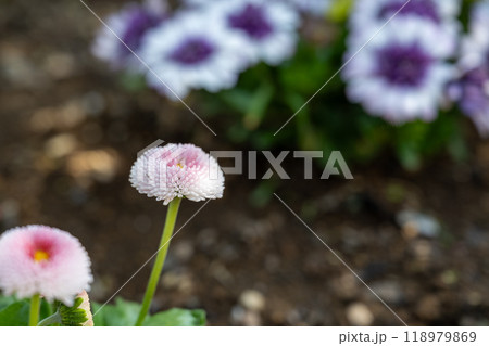 背景 バックグラウンド バックグランド 118979869