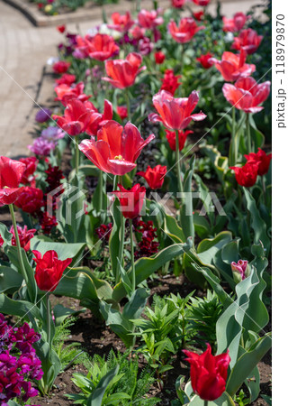 背景 バックグラウンド バックグランド 118979870