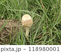 白いキノコ 118980001