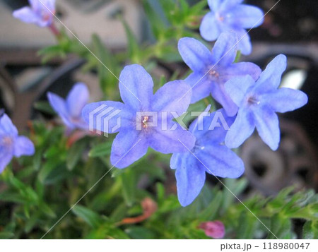 ホタルカズラのブルーの花のアップ ホタルカズラのブルーの花のアップ 118980047