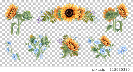 Field blooming yellow orange sunflowers, blue chicory and purple meadow flower herbs watercolor illustration clipart. Floral summer wildflower bouquets, composition for wedding, birthday decor Field blooming yellow orange sunflowers, blue chicory and purple meadow flower herbs watercolor illustration clipart. Floral summer wildflower bouquets, composition for wedding, birthday decor 118980350