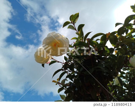 白い八重咲きのサザンカの花 118980413