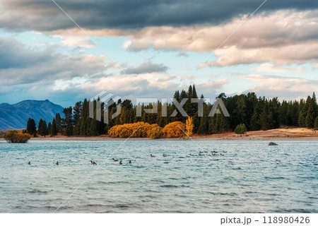 Flock of geese swimming in Lake Tekapo at the evening 118980426