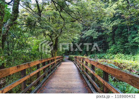 Wooden footpath with tropical rainforest covered in New Zealand 118980432