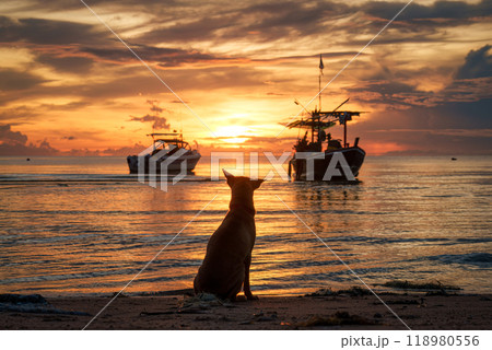 A dog sitting on the beach and watching sunrise and fishing boat in the sea A dog sitting on the beach and watching sunrise and fishing boat in the sea 118980556