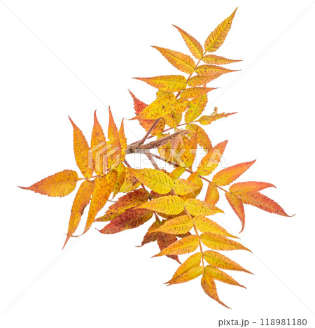 Branch of autumn leaves isolated on a white background 118981180
