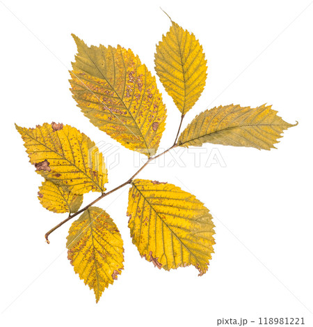 bright autumn leaf, isolated on white 118981221