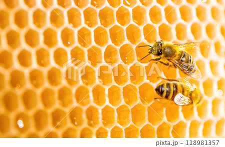 Macro honeycomb with bees. Close up view of the working bees on honey cells 118981357