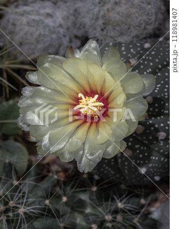 Top view of Yellow flower of Astrophytum asterias in the middle of Ferocactus echidne, Mammillaria longimamma and Mammillaria Plumosa. 118981407