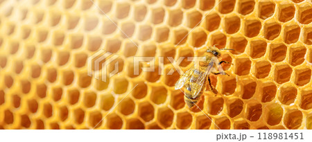 Working bee on honeycomb. macro. A honey bee works in a beehive on honeycombs Working bee on honeycomb. macro. A honey bee works in a beehive on honeycombs 118981451