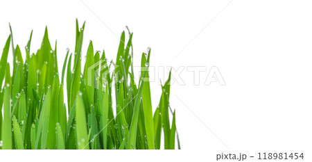 Wheatgrass with Water Drops for juicing isolated on white background. Grow biological wheat seeds Wheatgrass with Water Drops for juicing isolated on white background. Grow biological wheat seeds 118981454