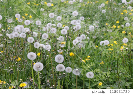 Beautiful dandelion flower with shallow focus in springtime, natural spring background 118981729