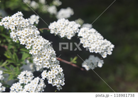 Blossom of Spirea in springtime. White flowers of spirea in garden. Decorative flowering shrubs Blossom of Spirea in springtime. White flowers of spirea in garden. Decorative flowering shrubs 118981738