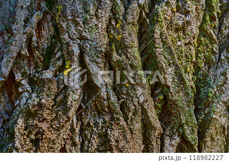 Wooden background.Wrinkled bark of an old tree Wooden background.Wrinkled bark of an old tree 118982227