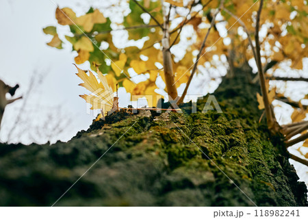 Autumn tree trunk with yellow leaf. Sadness and solitude 118982241