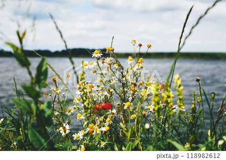 Various wild flowers on the shore of a lake.Thunderstorm.clouds in the sky Various wild flowers on the shore of a lake.Thunderstorm.clouds in the sky 118982612