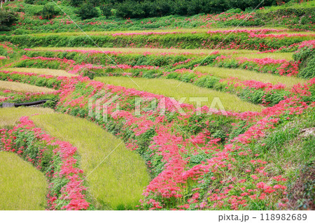 棚田に咲く彼岸花 118982689