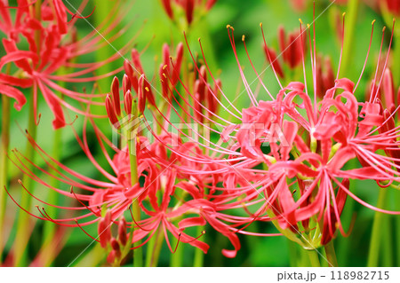 棚田に咲く彼岸花 118982715