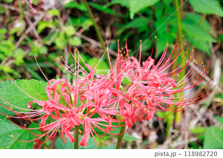 棚田に咲く彼岸花 118982720