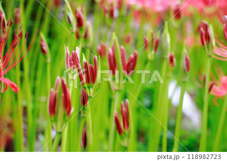 棚田に咲く彼岸花 118982723