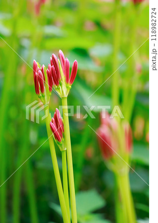 棚田に咲く彼岸花 118982724