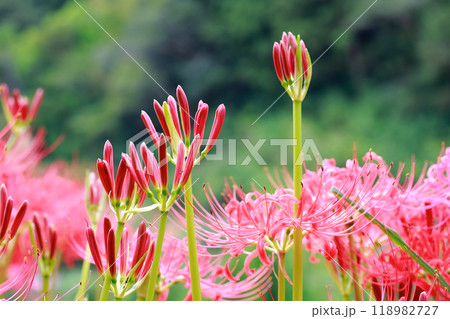 棚田に咲く彼岸花 118982727