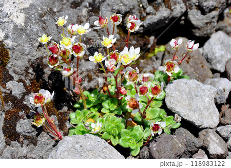 北海道 大雪山縦走 中岳への登山道に咲くチシマクモマグサ 北海道 大雪山縦走 中岳への登山道に咲くチシマクモマグサ 118983122