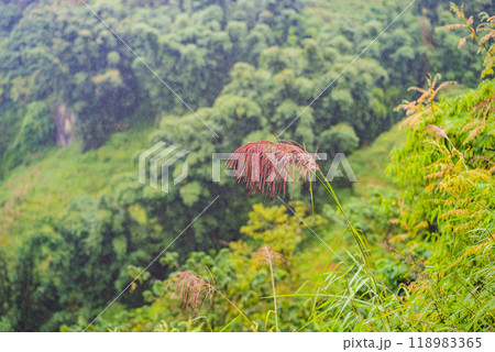 Landscape of Sapa in the fog, Northwest Vietnam. Vietnam opens to tourism after quarantine Coronovirus COVID 19 118983365