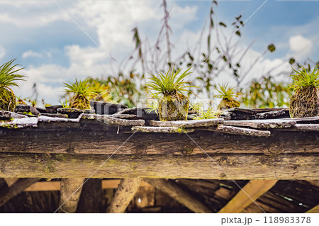 Landscape of Sapa in the fog, Northwest Vietnam. Vietnam opens to tourism after quarantine Coronovirus COVID 19 Landscape of Sapa in the fog, Northwest Vietnam. Vietnam opens to tourism after quarantine Coronovirus COVID 19 118983378