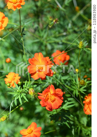 IOX-AROSAキバナコスモスまつり 初秋の風のもと、ゲレンデに咲くビタミンカラーのキバナコスモス 118983980