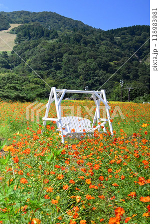 IOX-AROSAキバナコスモスまつり 初秋の風のもと、ゲレンデに咲くビタミンカラーのキバナコスモス 118983981