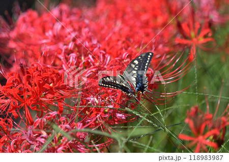 キアゲハと曼殊沙華 118983987