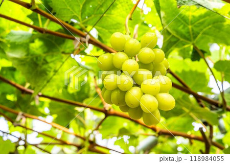 完熟したシャインマスカット　ぶどう狩り　宮城県仙台市 118984055