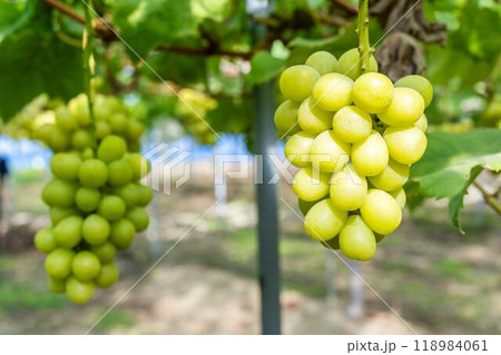 完熟したシャインマスカット ぶどう狩り 宮城県仙台市 完熟したシャインマスカット ぶどう狩り 宮城県仙台市 118984061