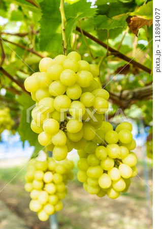 完熟したシャインマスカット　ぶどう狩り　宮城県仙台市 118984077