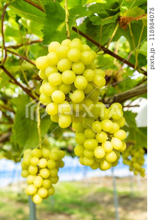 完熟したシャインマスカット　ぶどう狩り　宮城県仙台市 118984078