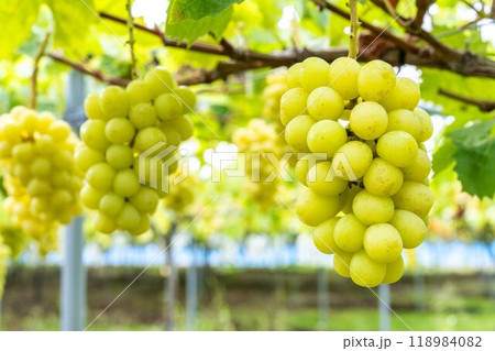 完熟したシャインマスカット　ぶどう狩り　宮城県仙台市 118984082